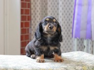 Kaninchen_Dachshund_3271 Kaninchen_Dachshund_3271
