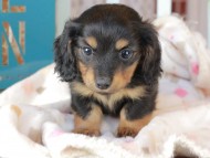 Kaninchen_Dachshund_3272