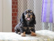 Kaninchen_Dachshund_3272 Kaninchen_Dachshund_3272