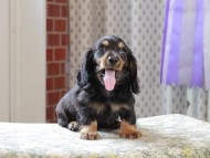 Kaninchen_Dachshund_3273 Kaninchen_Dachshund_3273