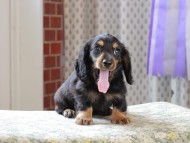 Kaninchen_Dachshund_3274 Kaninchen_Dachshund_3274