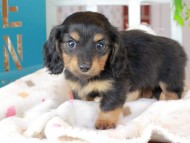 Kaninchen_Dachshund_3275