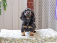 Kaninchen_Dachshund_3277