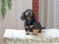 Kaninchen_Dachshund_3279
