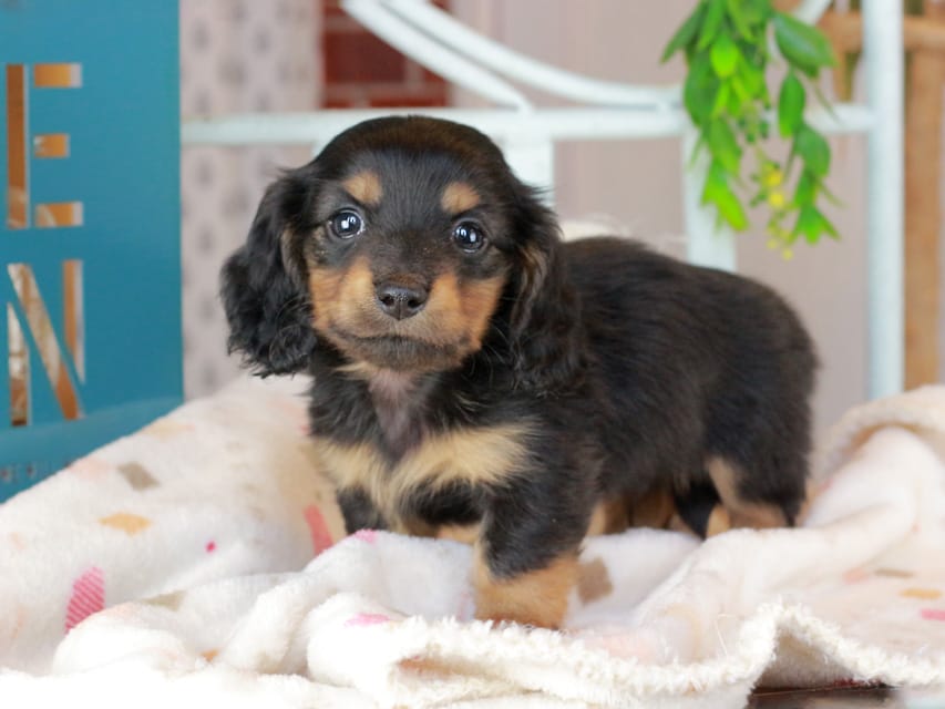 ミニチュアダックスフンド スィーティ&スカッシュの子犬 ブラタン 男の子