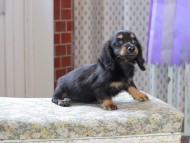 Kaninchen_Dachshund_3284 Kaninchen_Dachshund_3284