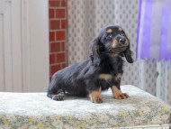 Kaninchen_Dachshund_3285 Kaninchen_Dachshund_3285