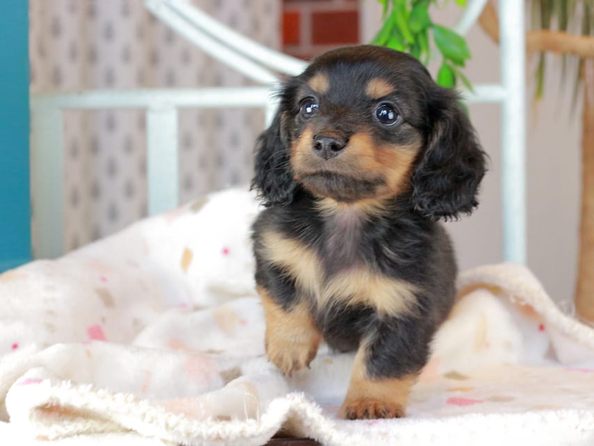 ミニチュアダックスフンド スィーティ&スカッシュの子犬 ブラタン 男の子