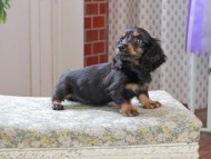 Kaninchen_Dachshund_3288 Kaninchen_Dachshund_3288