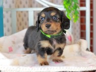 Kaninchen_Dachshund_3293