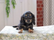 Kaninchen_Dachshund_3300