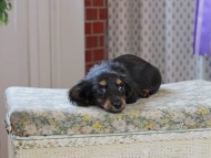 Kaninchen_Dachshund_3305
