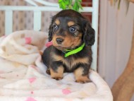 Kaninchen_Dachshund_3308