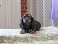 Kaninchen_Dachshund_3311
