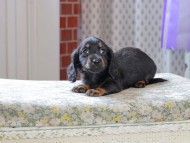 Kaninchen_Dachshund_3322