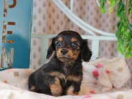 Kaninchen_Dachshund_3325
