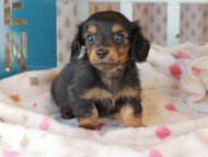 Kaninchen_Dachshund_3331
