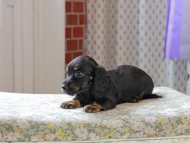 Kaninchen_Dachshund_3334