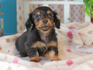 Kaninchen_Dachshund_3337