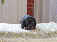 Kaninchen_Dachshund_3338