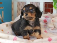Kaninchen_Dachshund_3339