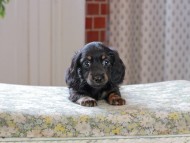 Kaninchen_Dachshund_3340