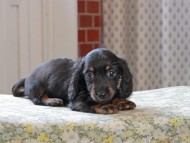 Kaninchen_Dachshund_3355