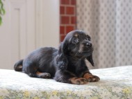 Kaninchen_Dachshund_3360