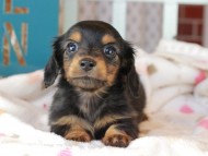 Kaninchen_Dachshund_3363