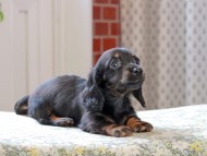 Kaninchen_Dachshund_3365