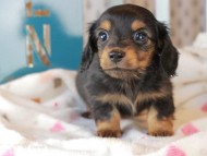 Kaninchen_Dachshund_3367