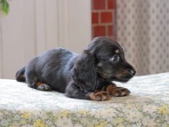 Kaninchen_Dachshund_3374