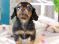 Kaninchen_Dachshund_3377