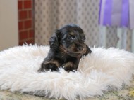 Kaninchen_Dachshund_3381 Kaninchen_Dachshund_3381