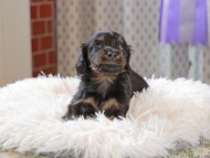 Kaninchen_Dachshund_3382