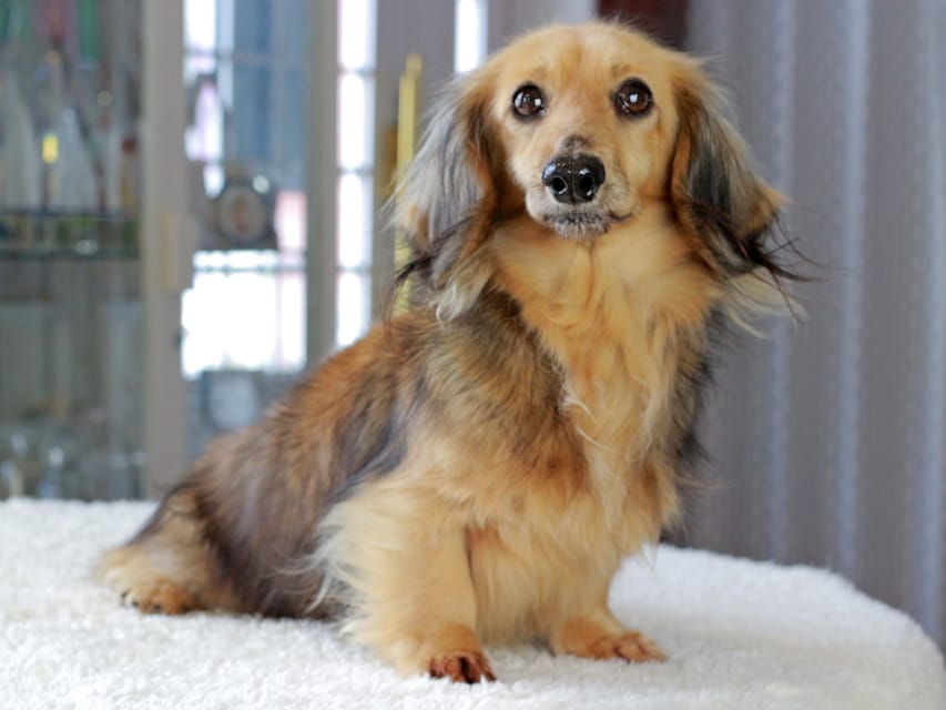 カニンヘンダックスフンド キャンディKaninchen_Dachshund_3384 カニンヘンダックスフンド キャンディ