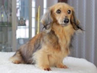 Kaninchen_Dachshund_3385 Kaninchen_Dachshund_3385