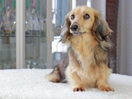 キャンディ カニンヘンダックスフンド