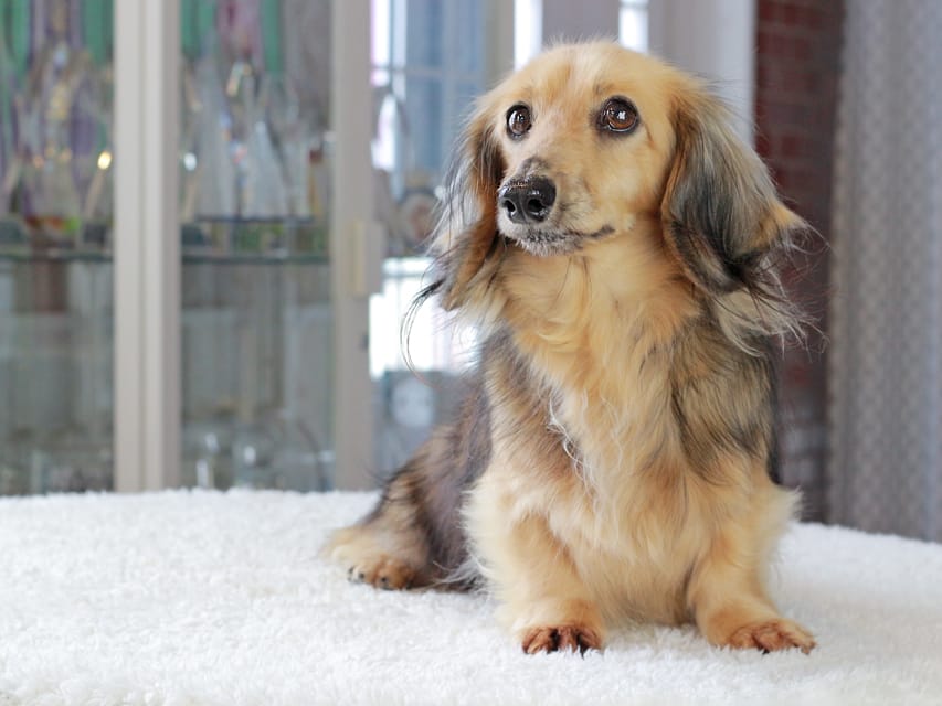 カニンヘンダックスフンド キャンディKaninchen_Dachshund_3386 カニンヘンダックスフンド キャンディ