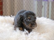 Kaninchen_Dachshund_3386 Kaninchen_Dachshund_3386