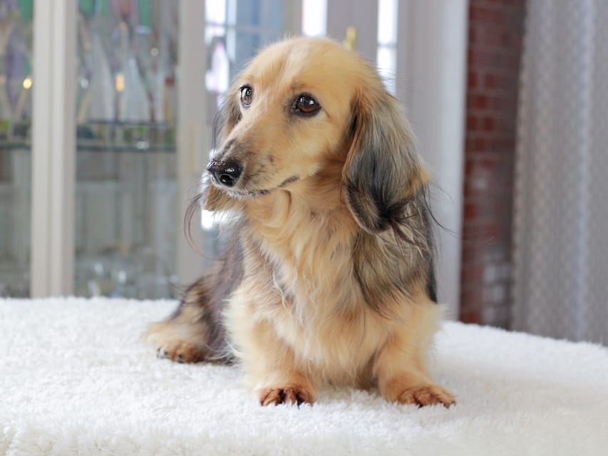 カニンヘンダックスフンド キャンディKaninchen_Dachshund_3390 カニンヘンダックスフンド キャンディ