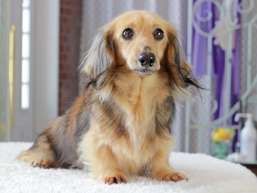 カニンヘンダックスフンド キャンディKaninchen_Dachshund_3391 カニンヘンダックスフンド キャンディ