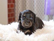 Kaninchen_Dachshund_3394