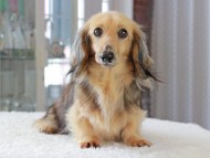 Kaninchen_Dachshund_3396 Kaninchen_Dachshund_3396