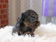Kaninchen_Dachshund_3404