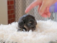 Kaninchen_Dachshund_3406