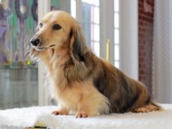 Kaninchen_Dachshund_3409 Kaninchen_Dachshund_3409