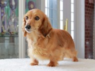 シオン カニンヘンダックスフンド