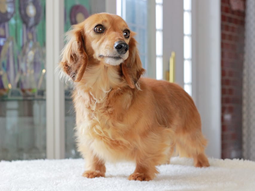 カニンヘンダックスフンド シオン