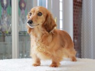Kaninchen_Dachshund_3427